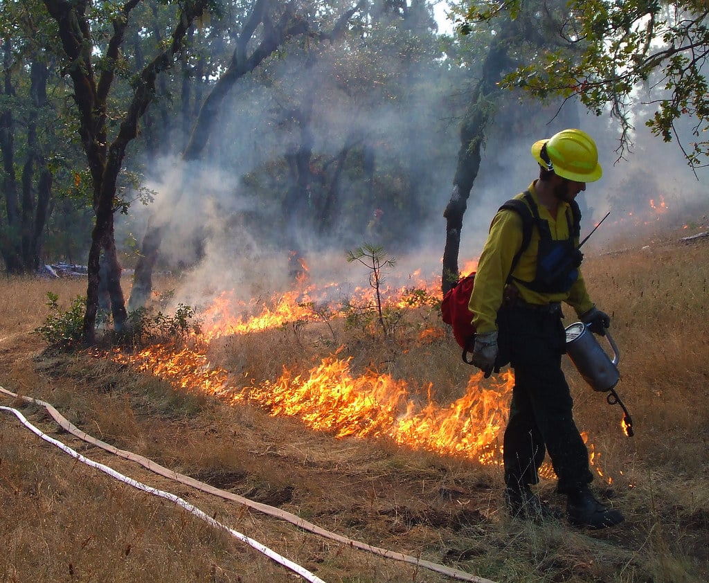 A first responder uses a drip torch to light a control line along the side of a road. 